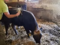 Toro, Raza carpatiana marrón — foto 6