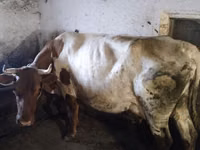 Kuh, Simmental cattle — Foto 2