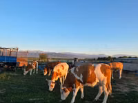 गाय, Simmental cattle — फ़ोटो 6