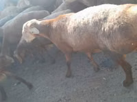 Cabro, Beetal goats — foto 6