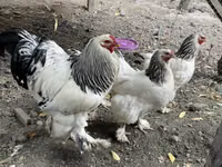 Brahma — Foto 1