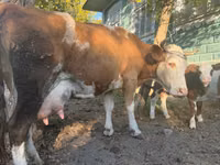 Sigir, Simmental cattle — 4-rasm