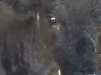 母牛, Latvian Blue cattle — 照片 2