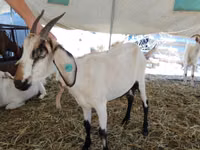 Cabra, Saanen goat — foto 4