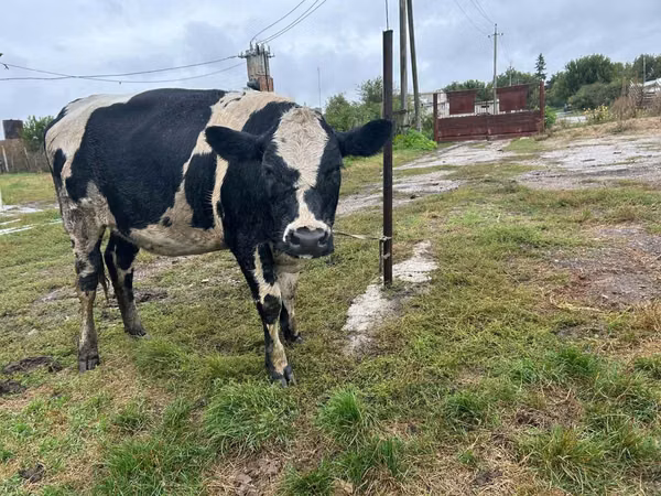 Kuh, Russian Black pied cattle