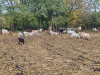 母山羊, Goats — 照片 5