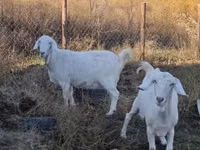 山羊（批次，未指定性别）, Goats — 照片 6