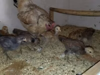 Chickens — الصورة 1