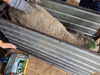 Schaf, Kuibyshev sheep — Foto 4