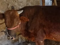 公牛, Cattle — 照片 3