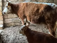 母牛, Latvian Blue cattle — 照片 3