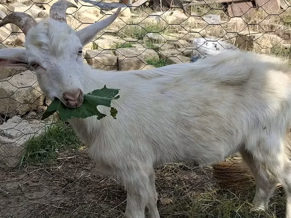 Ziegen (Partie, Geschlecht nicht angegeben), Saanen goat