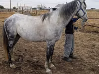 Aygʻir, Friesian sport horse — 3-rasm