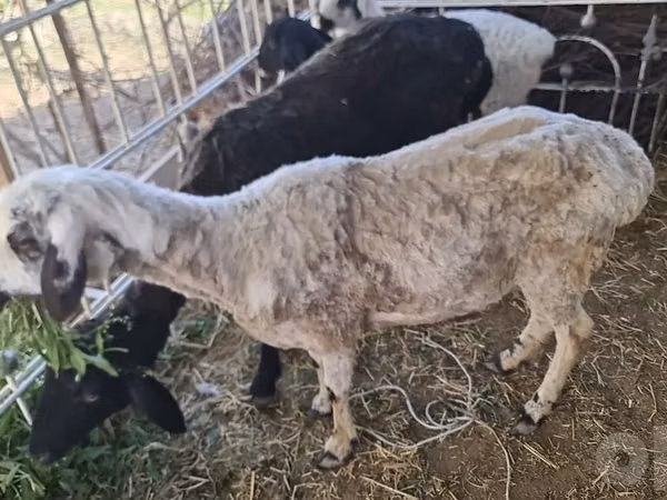 Oveja, Ovejas — Uzbekistán