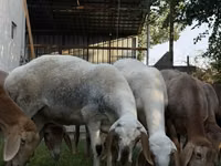 نعجة, Arashan sheep — الصورة 8