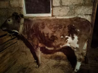 Cow, Cattle — photo 4