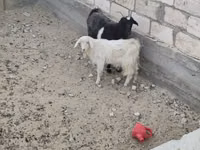 Cabra, Cabras — foto 2