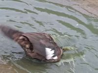 Geese — 2-rasm