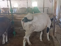 Vaca, Raza Alatau — foto 8