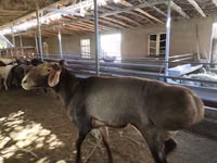 كبش, Hissar sheep — الصورة 3