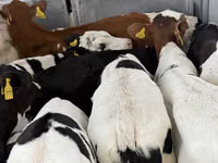Bovinos (lote, sexo no especificado), Simmental cattle — foto 6