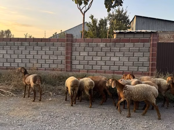 نعجة, Edilbay sheep