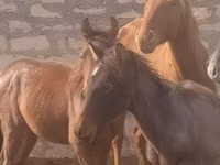 母马, Horses — 照片 2