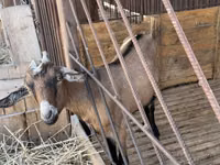 Ziege, Alpine goat — Foto 1