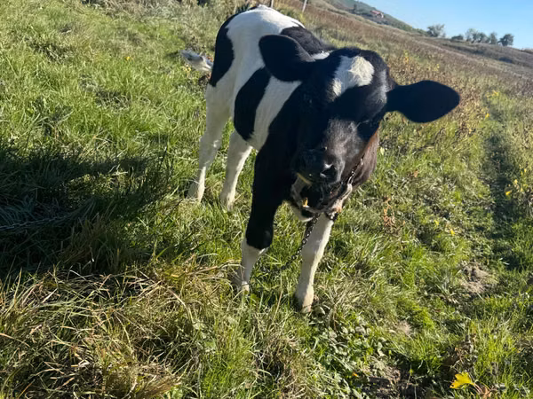 Kuh, Russian Black pied cattle