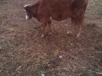 Kuh, Simmental cattle — Foto 1