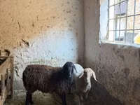 Sheep, Sheep — photo 1