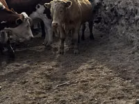 Bulle, Kasachische Weißkopfkuh — Foto 8