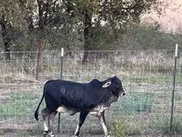母牛, Brahman — 照片 8