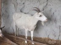 Ziege, Saanen goat — Foto 2