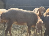 Schaf, Edilbay sheep — Foto 3