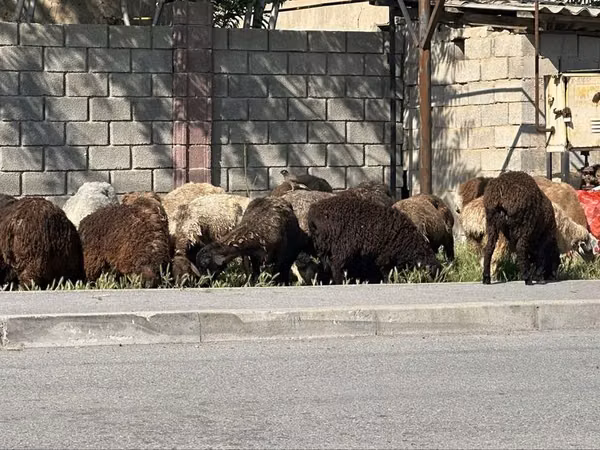 كبش, الأغنام — كازاخستان