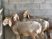 نعجة, Arashan sheep — الصورة 2