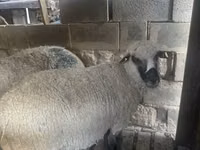 كبش, الأغنام — الصورة 1