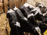 Bulle, Holstein-Rasse — Foto 3