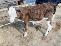 Bulle, Simmental cattle — Foto 5