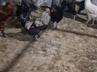 Turkeys — الصورة 4