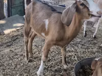 Ziege, Nubian Goat — Foto 6
