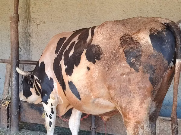公牛, Holstein breed — 乌兹别克斯坦