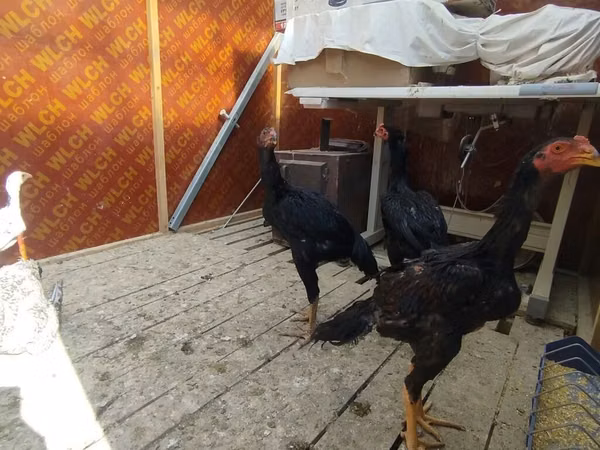 Chickens