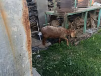 Schaf, Schafe — Foto 4