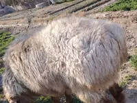 كبش, Arashan sheep — الصورة 1
