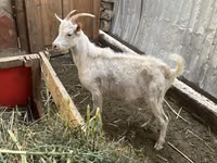 Ziegenbock, Saanen goat — Foto 3