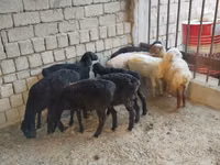 نعجة, Rhon sheep — الصورة 4