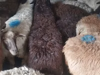 公羊, Sheep — 照片 2