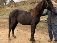 حصان, Black Sea breed — الصورة 4